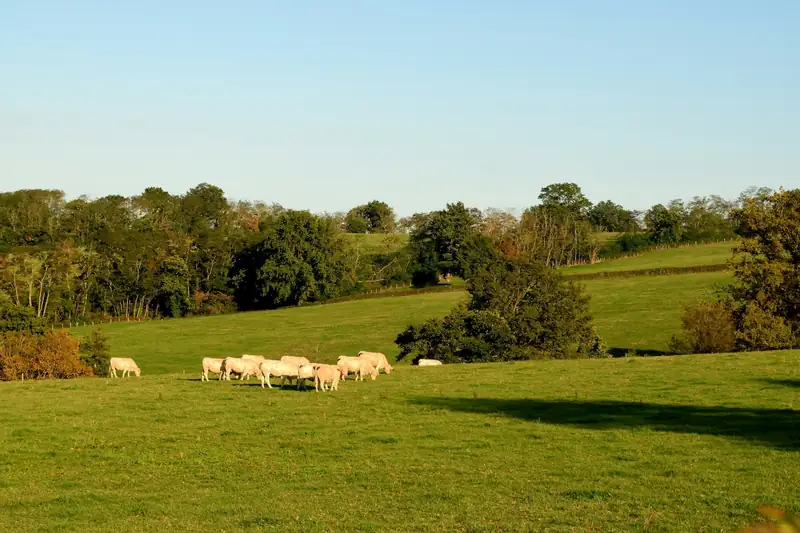 Prairie bordée de haies et de bosquets, moutons au pâturage